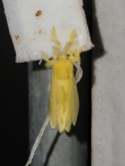 Dalceridae