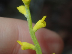 Synaphea