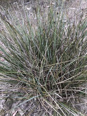 Lomandra effusa