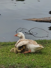 Anser anser domesticus × anser cygnoides domesticus