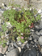 Geranium robertianum