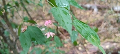 Euonymus verrucosus