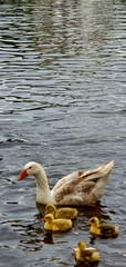 Anser anser domesticus × anser cygnoides domesticus