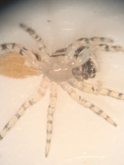 Salticidae
