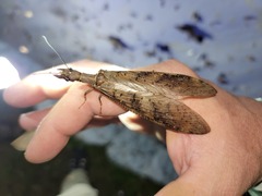 Corydalus peruvianus