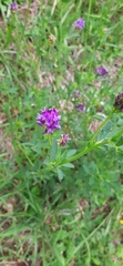 Medicago sativa