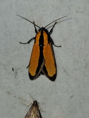 Ormetica taniala