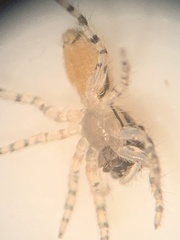 Salticidae