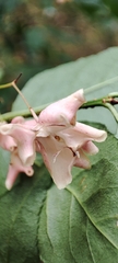 Euonymus verrucosus
