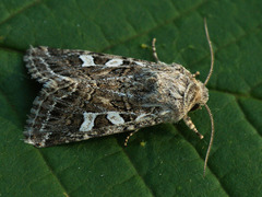 Saragossa siccanorum