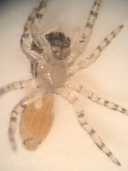 Salticidae