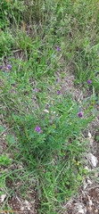 Medicago sativa