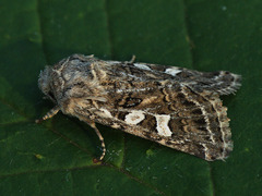 Saragossa siccanorum