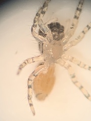 Salticidae