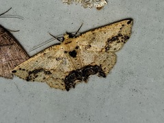 Geometridae