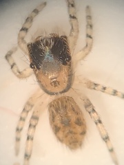 Salticidae