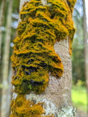 Coenogonium implexum