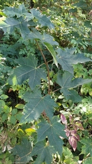 Acer platanoides