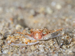 Xiphonectes longispinosus