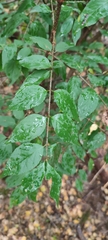 Euonymus verrucosus