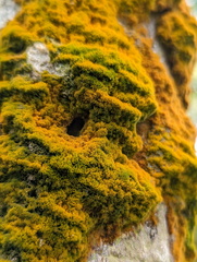 Coenogonium implexum