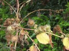 Arctium minus