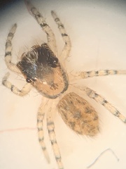Salticidae