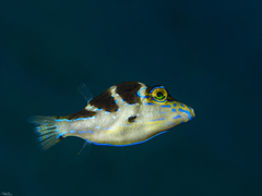 Canthigaster cyanospilota