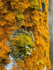 Coenogonium implexum