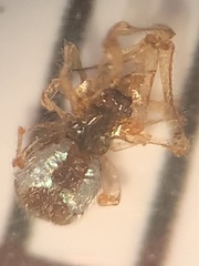 Salticidae