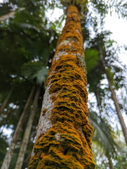 Coenogonium implexum