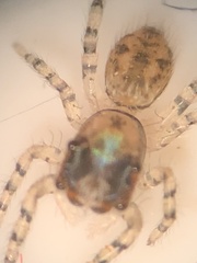 Salticidae