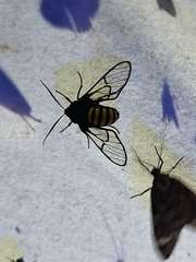 Gymnelia