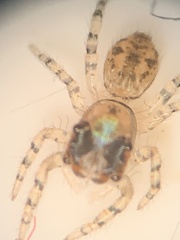 Salticidae