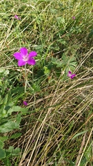 Geranium palustre