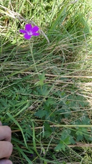 Geranium palustre