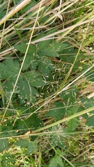 Geranium palustre