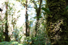 Bulbophyllum