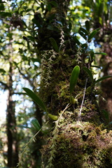 Bulbophyllum