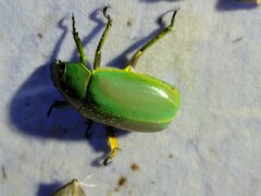 Chrysina