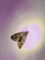 Chloroclysta siterata