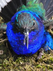 Campylopterus hemileucurus