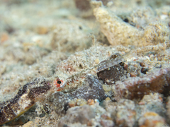 Halicampus macrorhynchus