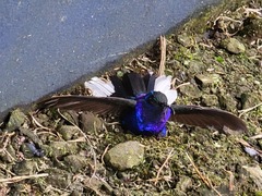 Campylopterus hemileucurus