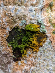 Coenogonium implexum