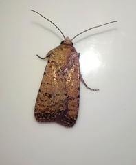 Caradrina