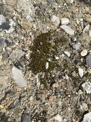 Syntrichia ruralis