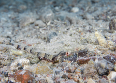 Halicampus macrorhynchus