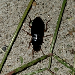 Harpalus
