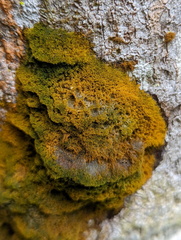 Coenogonium implexum